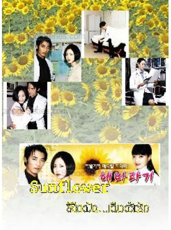 Sunflower ลิขิตฝันเดิมพันรัก T2D 3 แผ่นจบ พากย์ไทย